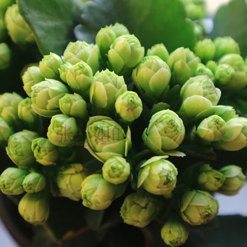 绿巴黎大花重瓣长寿花阳台四季