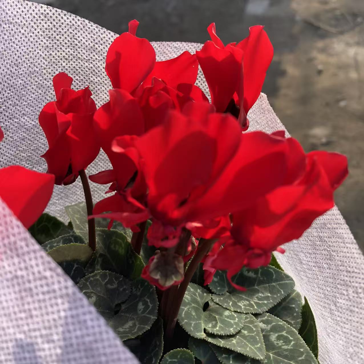 变异红仙客来耐寒室内阳台窗台花卉植物花期长带花苞四季花量多