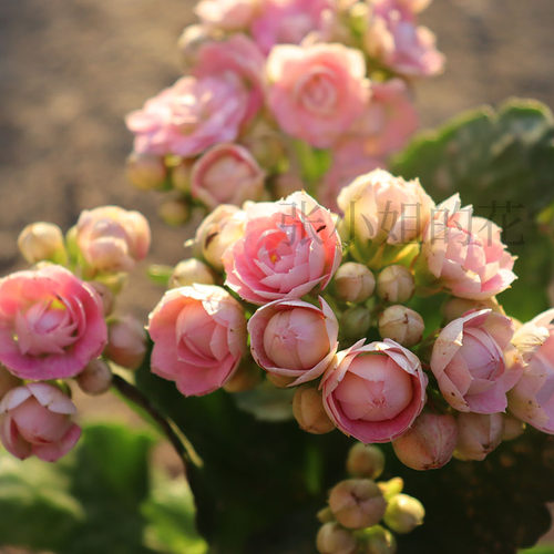 玉芙蓉大花重瓣长寿花卉盆栽带花苞室内阳台多肉四季花期长窗台