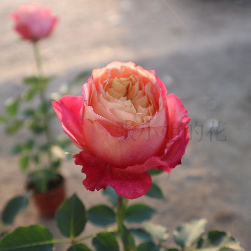 大颗带花苞梦幻美人玫瑰花卉盆栽月季花苗阳台四季花卉庭院花期长