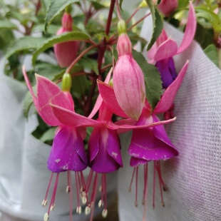 粉色倒挂金钟花盆栽带花苞阳台庭院花卉