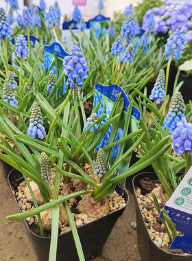 葡萄风信子带花苞原土原盆发货迷你花卉盆栽植物可爱带香味蓝色花
