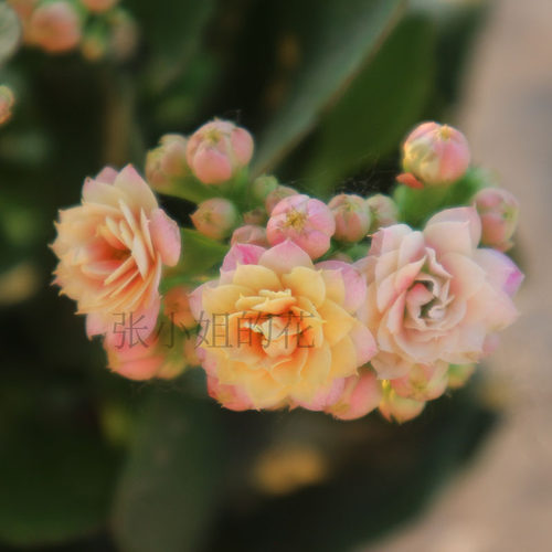 果冻长寿花多肉植物室内阳台