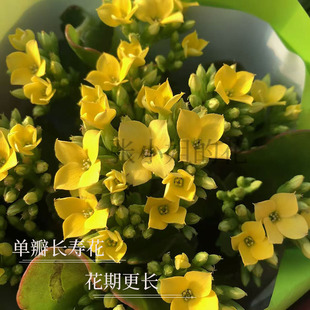 单瓣长寿花带花苞花卉盆栽花苗耐养型花期长室内阳台客厅窗台植物