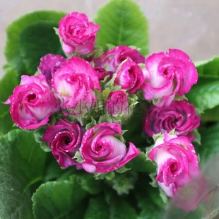 欧洲报春花耐寒带花苞玫瑰报春室内阳台花卉盆栽好养花期长年宵花