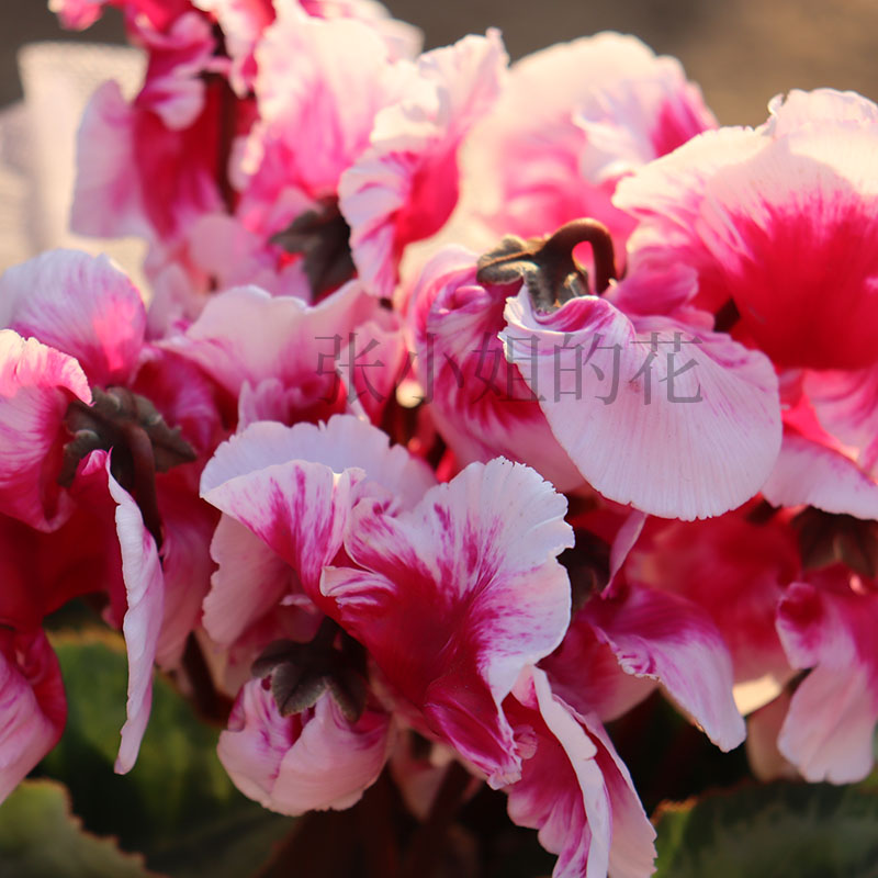 大颗15厘米盆稀有仙客来盆栽带花苞室内阳台耐寒冬季花卉开花不断