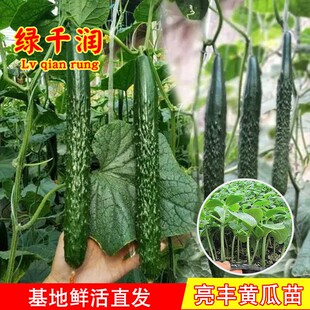 绿心黄瓜种子苗青肉绿瓤密刺青瓜种籽四季高产瓜苗阳台蔬菜种孑籽