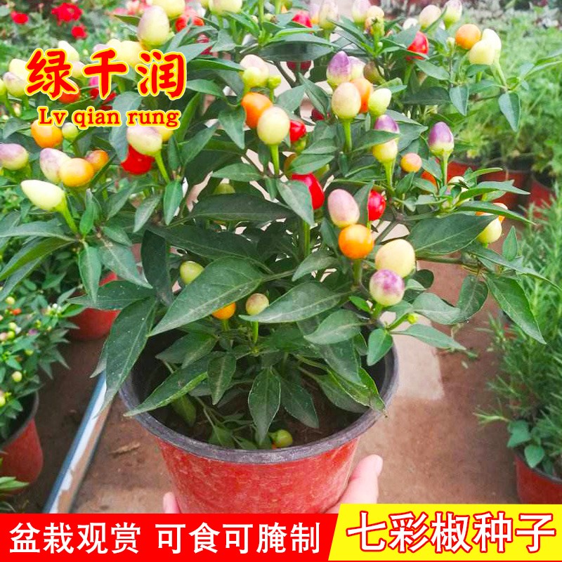 七彩椒种子泡椒小米椒种籽观赏阳台盆栽春秋四季特辣椒蔬菜种孑籽