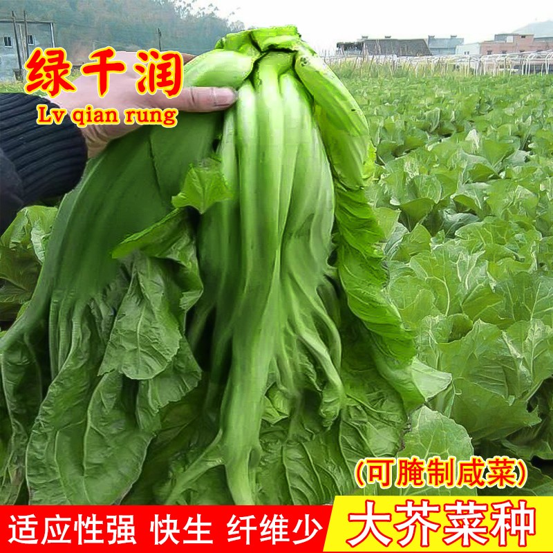 华木春秋厚肉芥菜咸菜农家