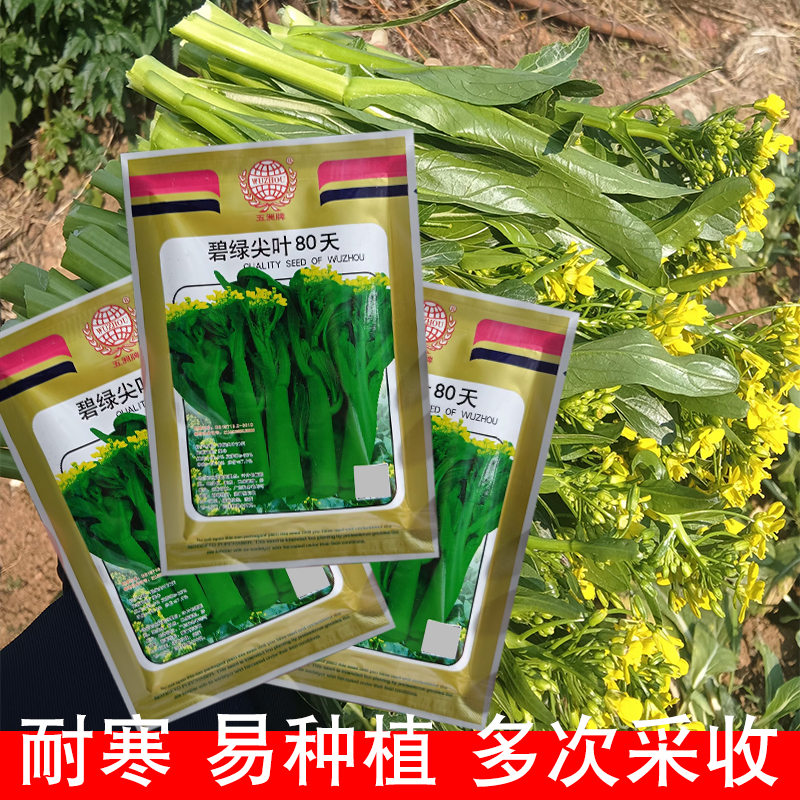 碧绿尖叶80天菜心种子无渣菜心菜种籽四季菜籽菜心菜种籽蔬菜种孑