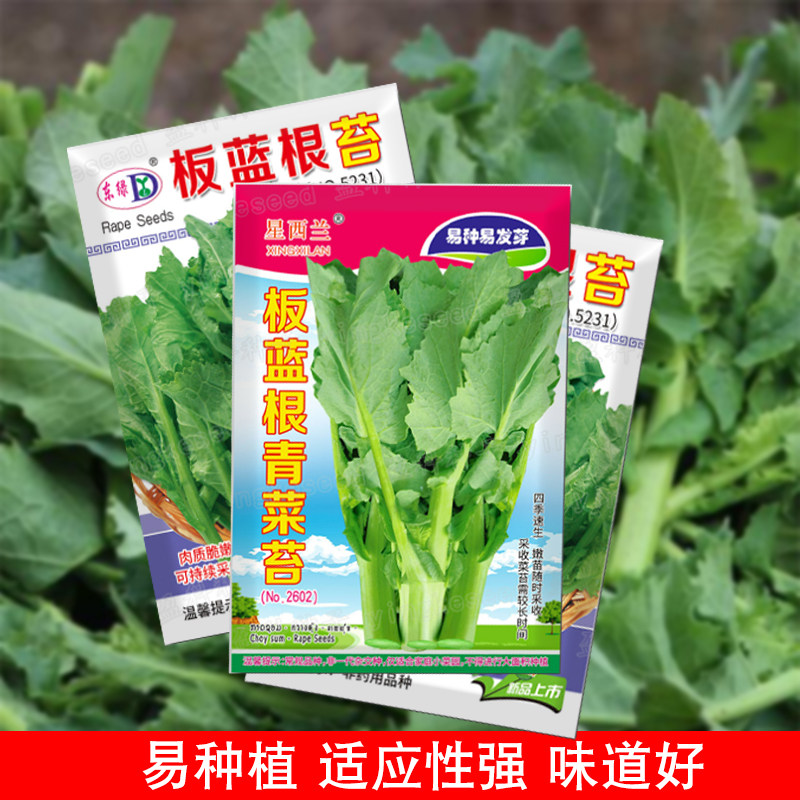 板蓝根青菜苔种子早熟油菜苔种子耐热高产阳台四季播南方蔬菜种孑,鲜花速递/花卉仿真/绿植园艺,家庭园艺种子,淘宝优惠券,粉丝福利购,淘宝优惠卷