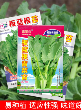板蓝根青菜苔种子早熟油菜苔种子耐热高产阳台四季播南方蔬菜种孑