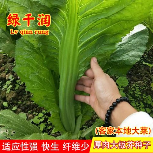 农家本地厚肉腌制咸菜秋冬季种子