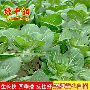 矮脚黄奶白菜种子小白菜青菜黑叶白菜秋季冬季农家四季蔬菜孑菜籽