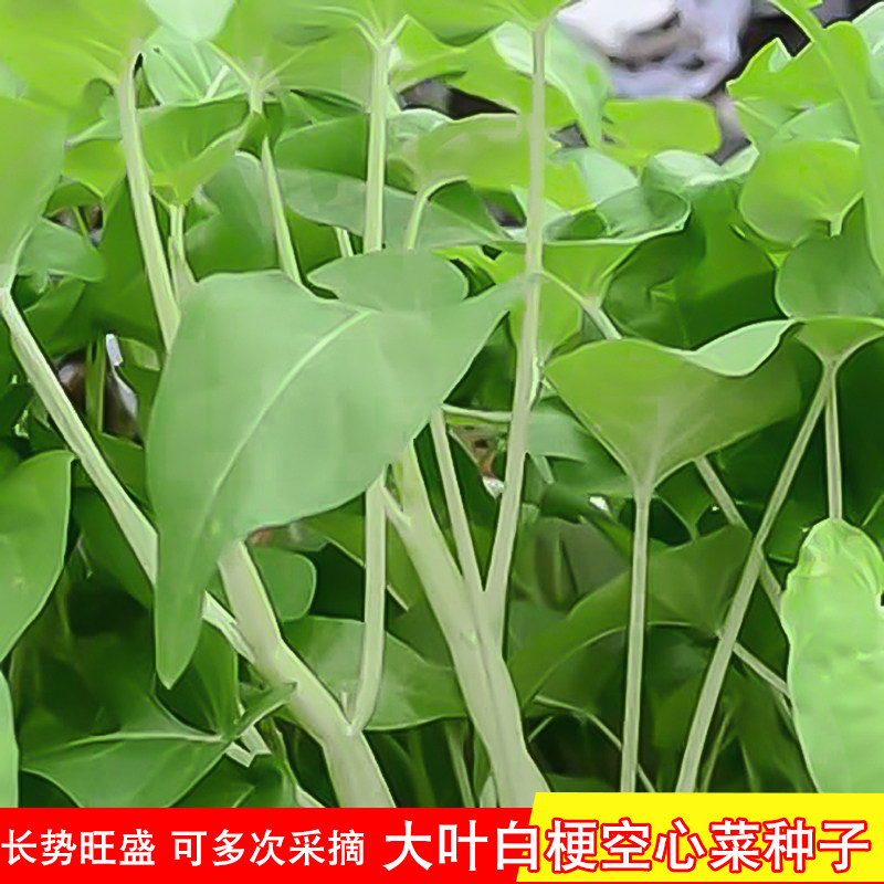 大叶白梗空心菜种子翁菜水生四季通菜蕹菜籽春季青菜盆栽蔬菜种孑