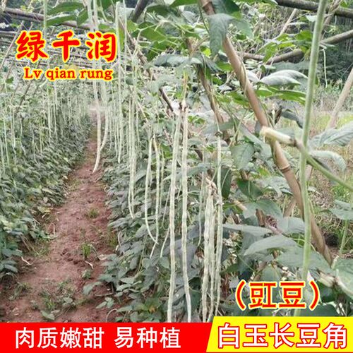 蔬菜白玉秋季高产种孑长豆角