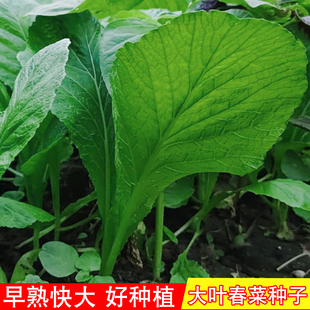 大叶甜春菜四季甜春菜种籽小香芥菜耐热农家阳台盆栽四季播蔬菜子