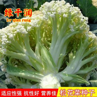 农家盈科春秋农家高产松花菜种子