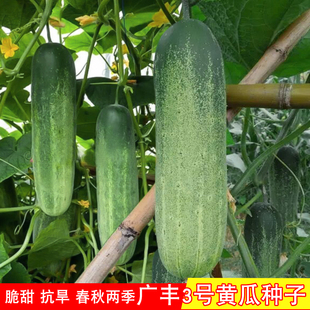 广东花青大吊瓜种子春秋季大青瓜耐热旱黄瓜种籽阳台四季蔬菜种孑