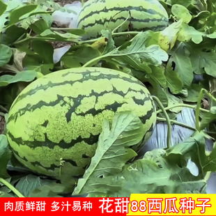 花甜88西瓜种子特大懒汉西瓜种籽脆甜耐裂麒麟瓜高产春季蔬果种子