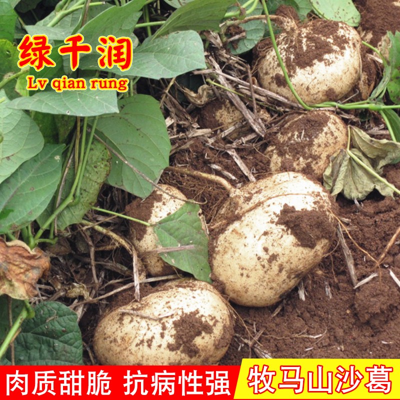 牧马山地瓜种子黄葛沙葛水果细耳沙葛凉薯地瓜种籽农家春蔬菜种孑