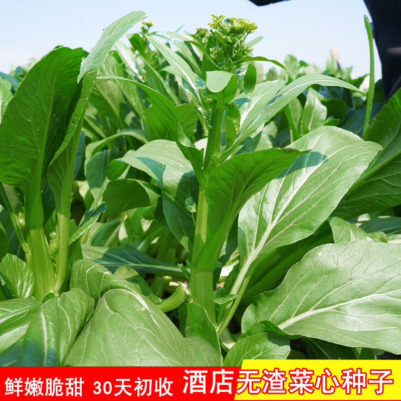 香港酒店甜菜心种籽耐热菜心夏季专种青菜子农家菜园早熟蔬菜种孑
