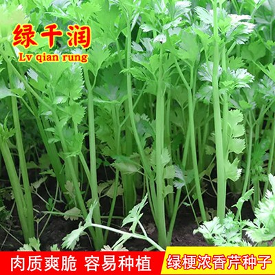 绿梗浓香芹种子秋季芹菜阳台蔬菜