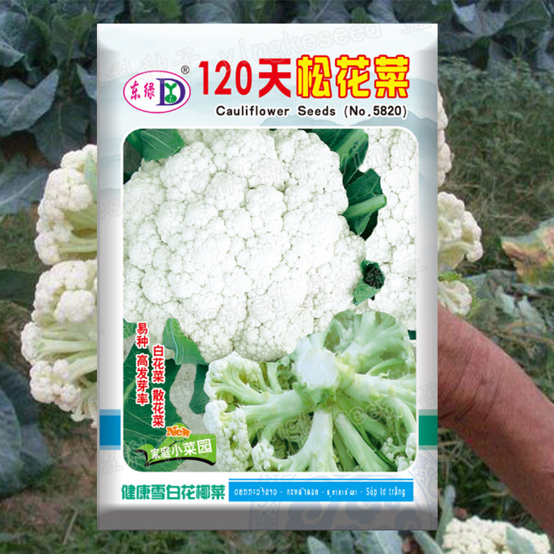 松花菜种子120天白散花菜子青梗花椰菜种籽农家大田秋冬蔬菜种孑
