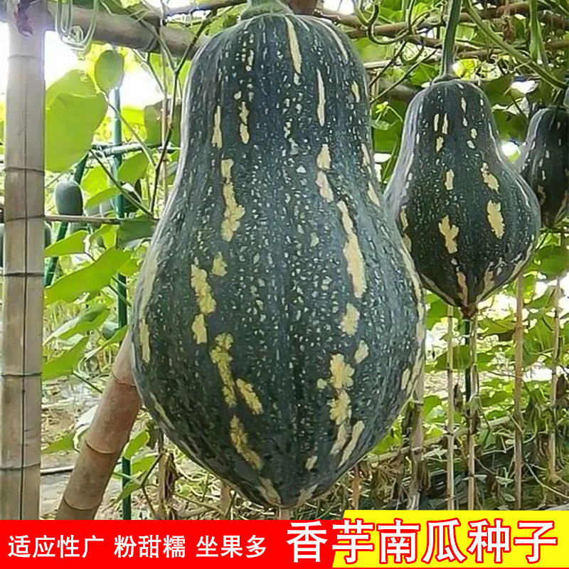 香芋南瓜种子正宗粉糯甜香南瓜子高产搭架四季蔬菜农家小南瓜新种