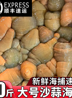 新鲜沙蒜海葵鲜活冷冻十斤商用