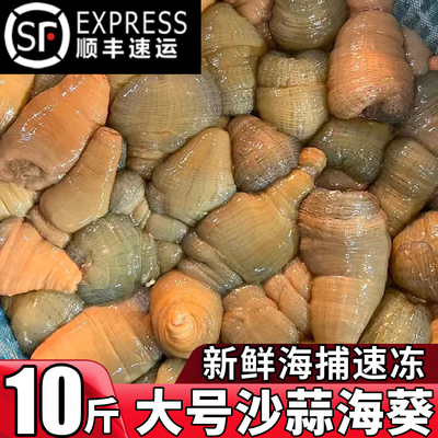 新鲜沙蒜海葵鲜活冷冻十斤商用