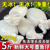 新鲜墨鱼仔冷冻小墨鱼无包冰鲜活五斤乌贼小鱿鱼捞汁小海鲜商用