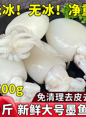 墨鱼仔新鲜冷冻大号免处理小海鲜