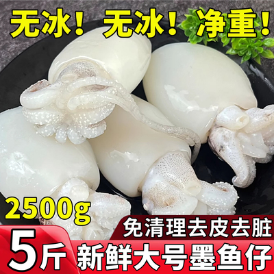 墨鱼仔新鲜冷冻大号免处理小海鲜