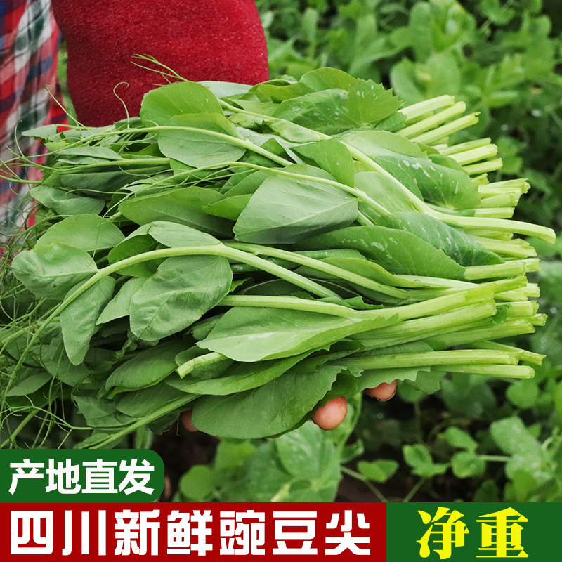 四川新鲜豌豆尖现摘现发豌豆苗豆苗菜烫火锅豌豆尖菜