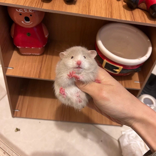 仓鼠活体宠物网红鼠鼠活物可爱宠物直毛黑波利仓鼠宠物金丝熊卷毛