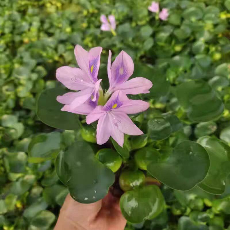 水葫芦苗凤眼莲浮性水草水芙蓉水培养殖池塘鱼缸造景绿植净化水质