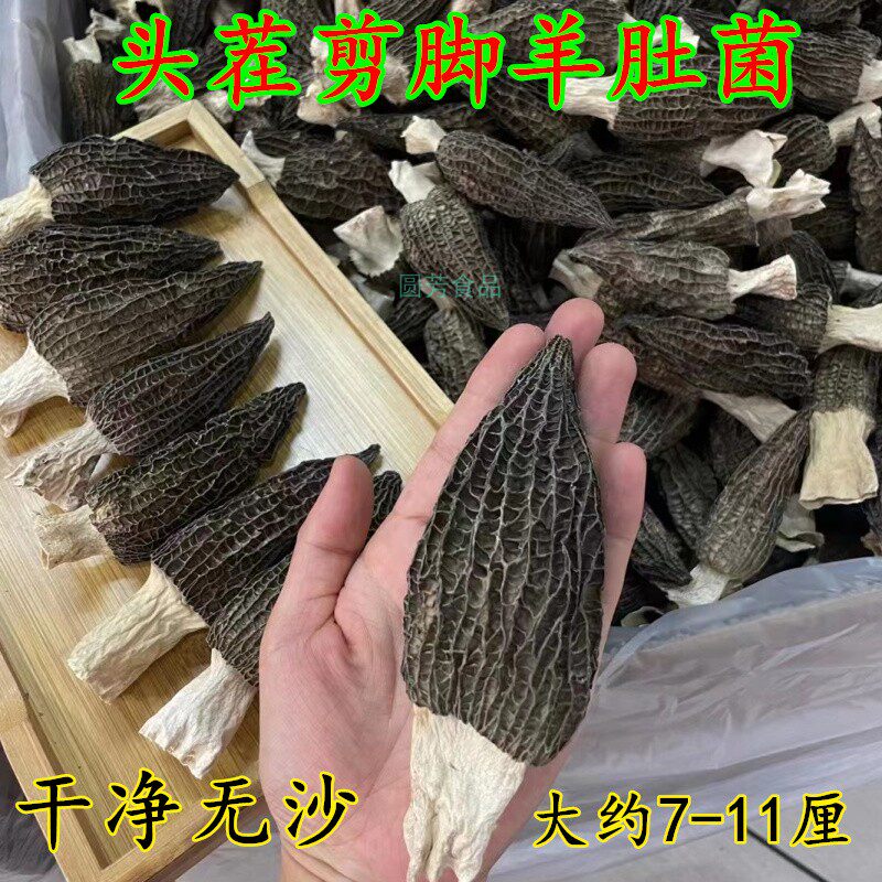 羊肚菌当季新鲜干货特大头茬无沙
