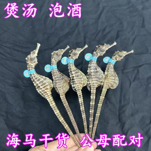 海马干一公一母配对溯源马煲汤料