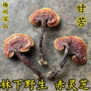 野生赤灵芝正宗梅州客家林下野生金边红灵芝整枝干货甘苦泡酒泡水