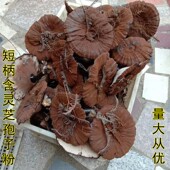紫灵芝仿野生梅州深山采摘短柄灵芝孢子粉不苦整枝500克约3朵 包邮