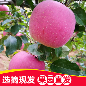 现摘现发新鲜红富士冰糖心苹果脆甜农家苹果丑苹果10斤装整箱包邮