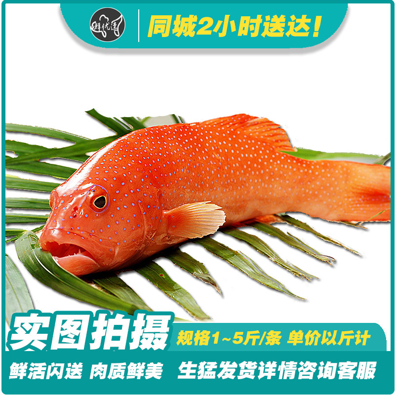 海鲜水产鲜活斑鱼东星斑深海鱼石斑鱼生猛海鱼全国配送包邮顺丰