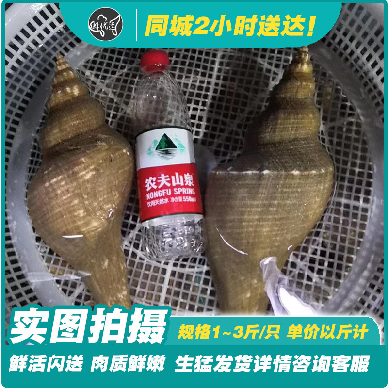 海鲜水产大海螺大响螺潮汕螺天才螺鲜活配送1斤多/一个同城配送