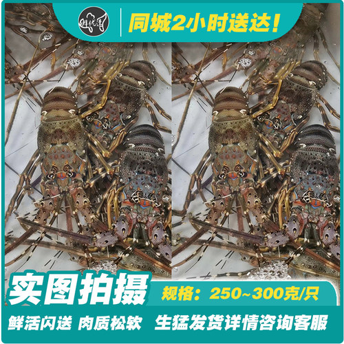 海鲜水产鲜活小青龙活送