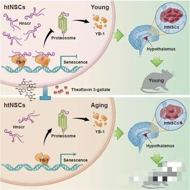 科研绘图素材 AI PPT PNG 格式 可编辑 生物医学方向 信号通路
