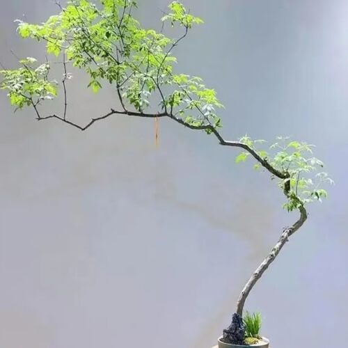 黄荆老桩斜飘禅意盆景素材