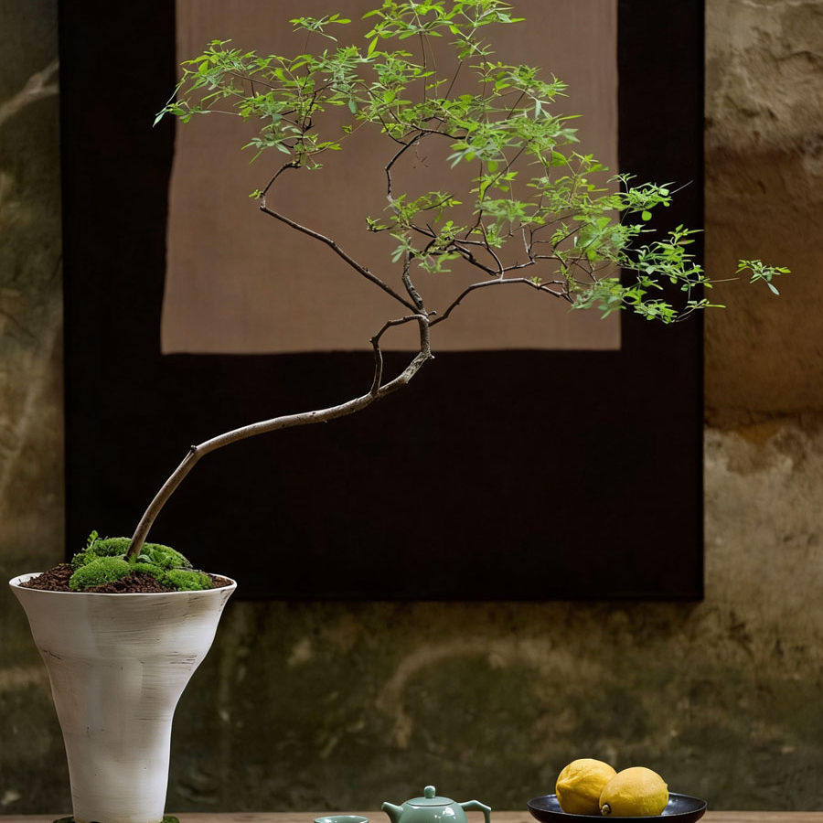 【熟桩】黄荆老桩幅盆景素材茶台桌绿植庭院绿化大型斜飘禅意带盆