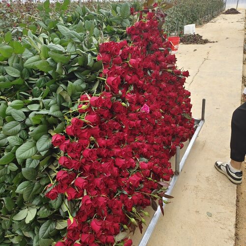 云南玫瑰花鲜花真花束批发水养鲜切花高原红法兰西卡罗拉玫瑰