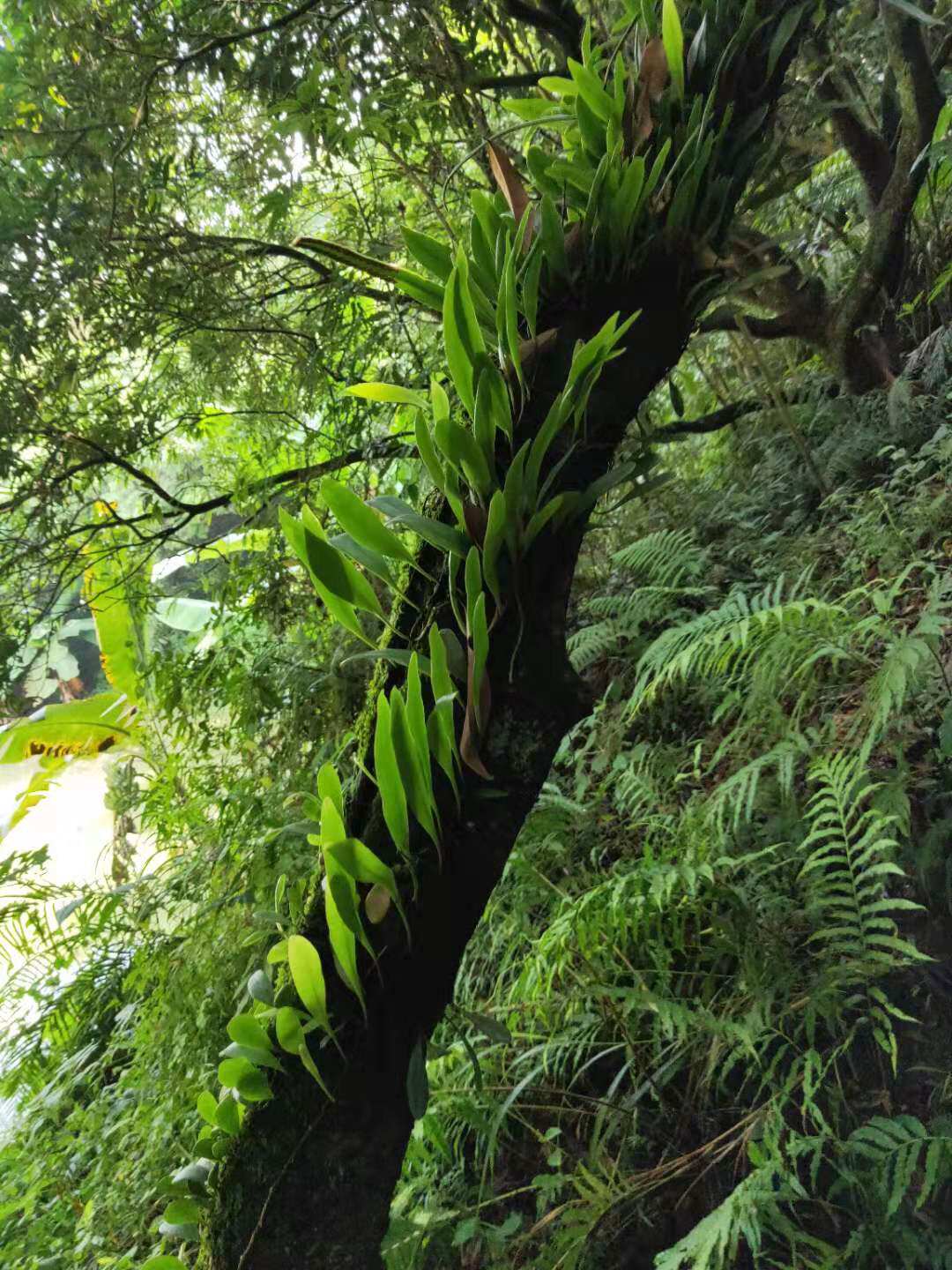 龙眼树寄生上树莲新鲜深山抱树莲桂圆树寄生茶上木蛇树苇